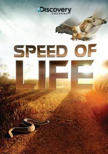 Discovery:   (-) / Speed of Life